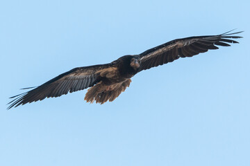Juvenile Egyptian vulture in flight