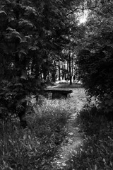 Obraz premium A tranquil scene in a park featuring a tree-lined landscape with a wooden bench overlooking a peaceful pond.