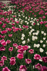 A colorful garden filled with blooming flowers in shades of pink, purple, and red, showcasing the beauty of spring.