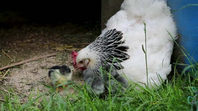 Poule de race Sussex avec ses petits poussins nouveau-n&eacute;s se nourrissant dehors dans la cour de ferme.