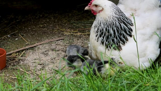 Poule de race Sussex avec ses petits poussins nouveau-n&eacute;s se nourrissant dehors dans la cour de ferme.