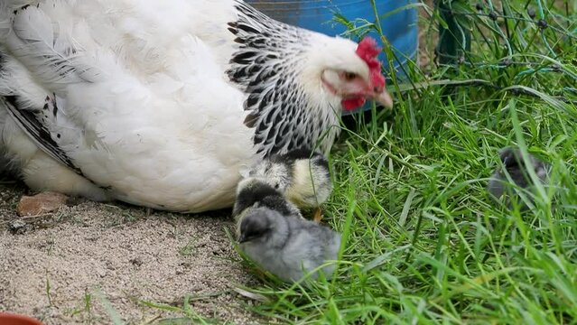 Poule de race Sussex avec ses petits poussins nouveau-n&eacute;s se nourrissant dehors dans la cour de ferme.