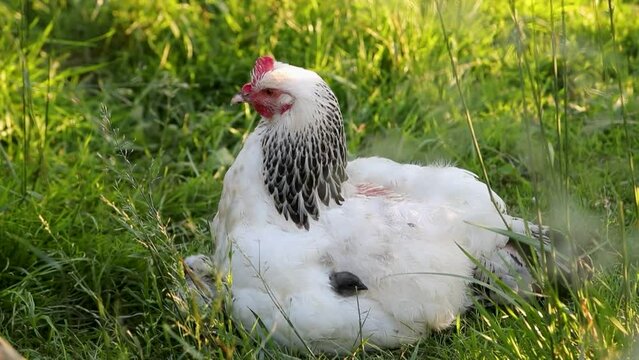 Poule de race Sussex avec ses petits poussins cach&eacute;s sous ses ailes, dehors dans la cour de ferme.