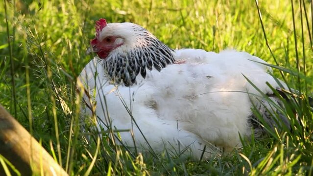 Poule de race Sussex avec ses petits poussins cach&eacute;s sous ses ailes, dehors dans la cour de ferme.