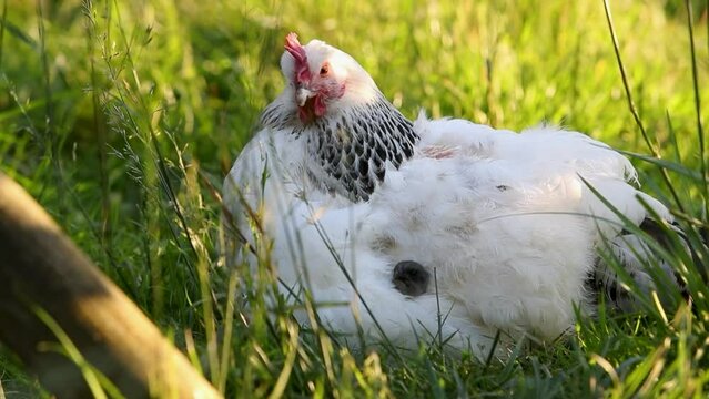 Poule de race Sussex avec ses petits poussins cach&eacute;s sous ses ailes, dehors dans la cour de ferme.