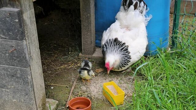 Poule de race Sussex avec ses petits poussins nouveau-n&eacute;s se nourrissant dehors dans la cour de ferme.