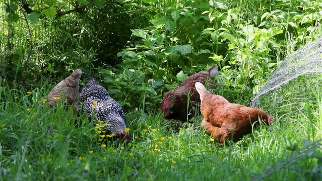 Quatre poules de race de diff&eacute;rentes race en libert&eacute; dehors dans un jardin.