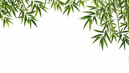 bamboo isolated on white background