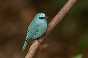 Verditer Flycatcher perched on a branch in the forest and sitting isolated against a natural green background