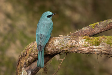 Verditer Flycatcher perched on a branch in the forest and sitting isolated against a natural green background
