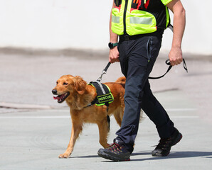Trained molecular detection dog on the job