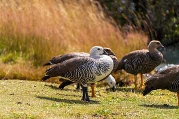 Upland geese (Chloephaga picta) on green grass with golden reeds in the background