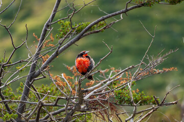 ALong-tailed Meadowlark (Leistes loyca) in Patagonia