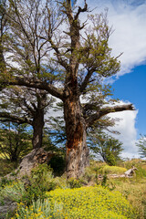 A mature weathered tree in Patagonia