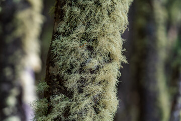 A closeup picture of moss on a tree in Patagonia