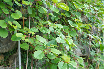 Kiwi plant on a stone wall
