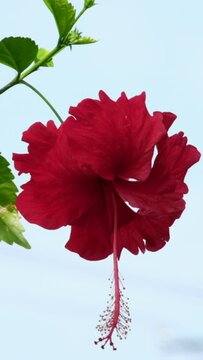 Hibiscus flower blooming, hibiscus flower. Chaba flower on tree in nature. Chaba flowers blooming Thai flowers of Asia