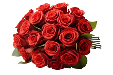 A Dozen Red Roses In Full Bloom, Radiating Love and Passion on a Clear PNG or White Background.