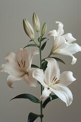 Realistic portrait photo macro shot, of  botanical white lily flower with neutral background, wallpaper, wall art