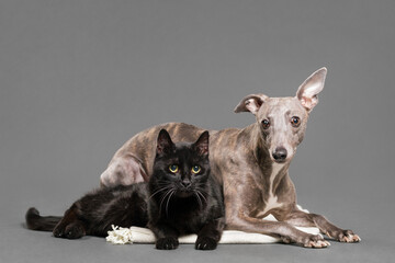 a black cat and a brindle whippet dog lying on a red rug on a grey background in the studio