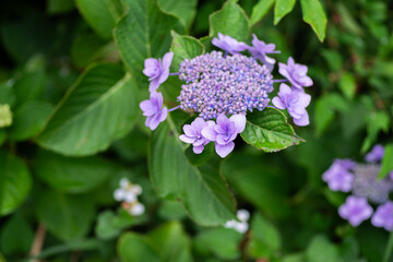 美しいアジサイの花