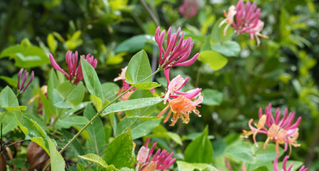 Blooming Lonicera in a park