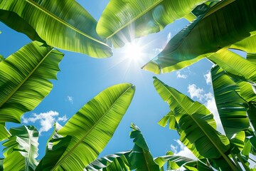 Beautiful banana leaves with blue sky above, lush, greenery, serene, clear - Powered by Adobe
