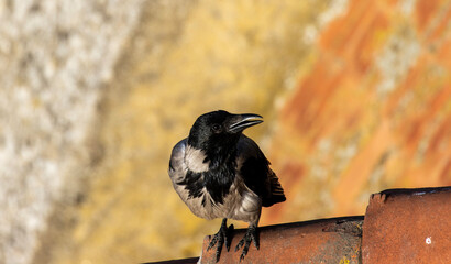 The hooded crow is perched on the edge of a red tile roof, its body is positioned in a way that suggests alertness and vigilance. Its beak is pointed slightly downward, its eyes are bright and alert.