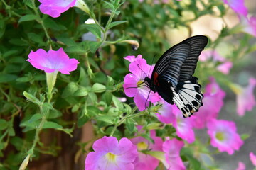 Colorful butterfly feeding on a pink flower in a garden