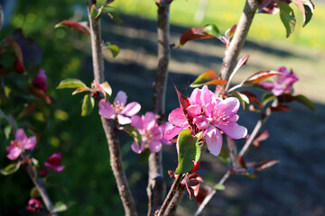 Pink flowers on a branch of a young apple tree of the Kitayka variety in the sun's rays in the garden on a spring day - horizontal photo, close-up