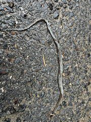 Dead snake on a road