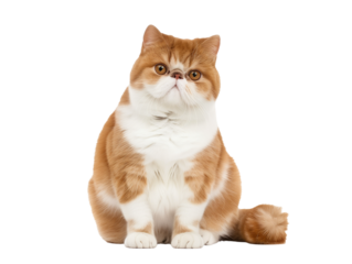 Full body shot of Exotic Shorthair cat, sitting, looking around curiously.