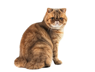 Obraz premium Full body shot of Exotic Shorthair cat, sitting, looking around curiously.