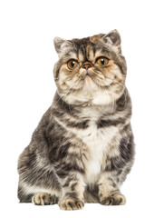 Obraz premium Full body shot of Exotic Shorthair cat, sitting, looking around curiously.