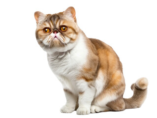 Obraz premium Full body shot of Exotic Shorthair cat, sitting, looking around curiously.