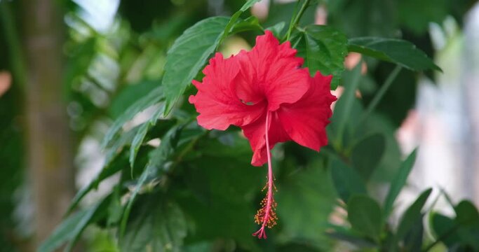 Hibiscus flower blooming, hibiscus flower. Chaba flower on tree in nature. Chaba flowers blooming Thai flowers of Asia