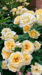 Elegant ivory yellow roses in full bloom