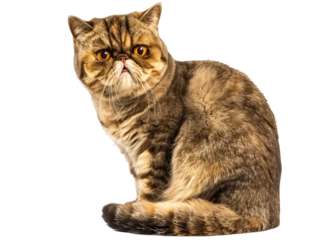 Full body shot of Exotic Shorthair cat, sitting, looking around curiously.