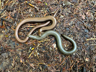 Two snakes slowworm on a field path