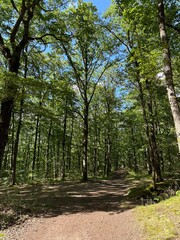 chemin de randonnée en forêt