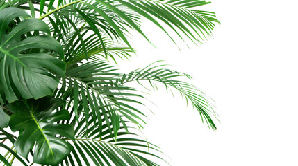 Tropical Palm Leaves on Transparent Background