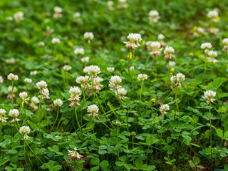 albania, announcement message, artificial, austria, background, backgrounds, banner - sign, belgium, championship, competition, copy space, croatia, cup, denmark, design, england, euro 2024, field, fl