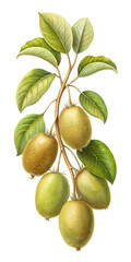 kiwi olives with leaves