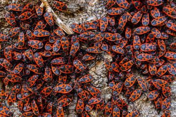 The firebug Pyrrhocoris apterus. Common insect of the family Pyrrhocoridae. Aggregation behavior of the big group of firebugs on the tree bark. Nature backgroun. Top view. Close up. Selective focus