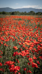 Obraz premium poppy field mountains summer day light wind picnic in nature berries poppy chamomile