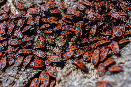 The firebug Pyrrhocoris apterus. Common insect of the family Pyrrhocoridae. Aggregation behavior of the big group of firebugs on the tree bark. Nature backgroun. Top view. Close up. Selective focus
