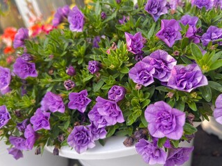 flowers in a pot