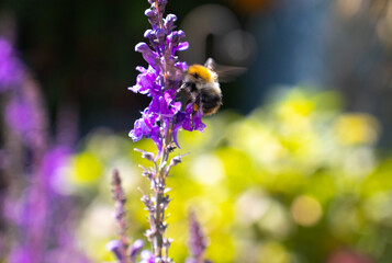 bumble bee collecting pollen and nectar