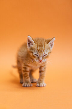 Sleepy orange kitten on a matching orange background