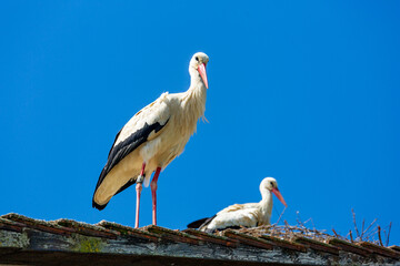 Storch - Nest - Adebar - Paar 